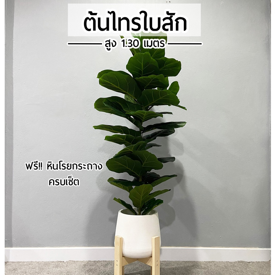ต้นไทรใบสัก สูง 1.3 เมตร ทรงสูง ต้นไม้ปลอม พร้อมกระถางหยดน้ำและหินสี
